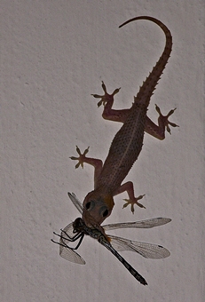 gecko