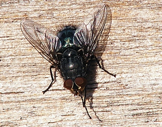 Fly on wood