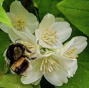 bee