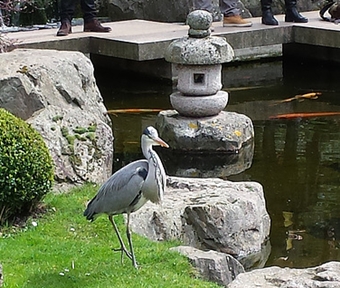 Heron_500