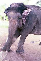 Elephant_240