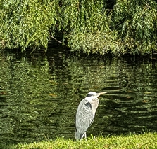 heron