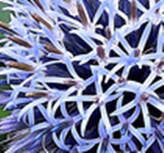 Two bees or not two bees_240