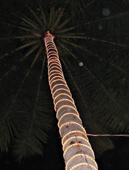 NEW YR Turned on palm_1024 BLOG