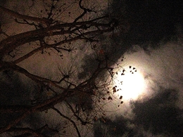 BLOG BED Autumn leaves viewed nocturnally_500